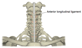Anterior longitudinal ligament